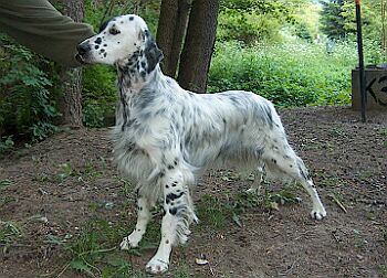 Bibo/English Setter blue belton